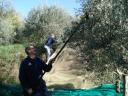 Electric olive rake